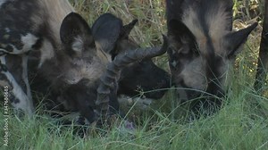 Pack of African Wild Dogs eat a recently killed Impala antelope