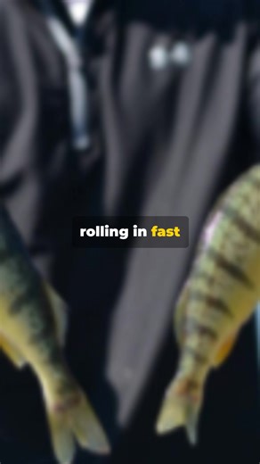 2.6K views · 25 reactions | Hot 60 Fishing Update — October bite is...