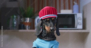 A cute dachshund wearing a red chef hat and blue shirt stands confidently in a modern kitchen setting, showcasing personality and style.