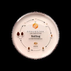 Bed Bug Life Cycle