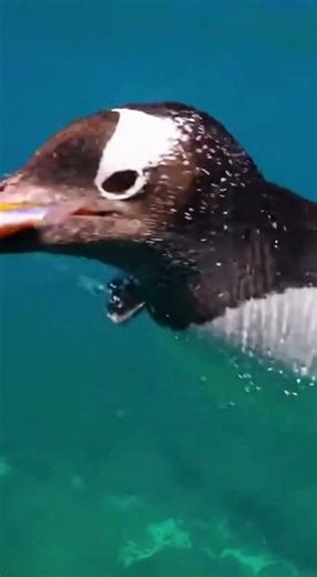 Penguin in ocean catching fish