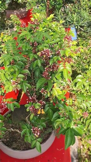 Episode 841: Ornamental Osmanthus Trees with Beautiful Shapes