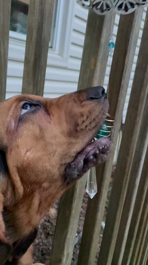 Bananathebloodhound on TikTok