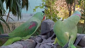 8.7K views · 297 reactions | Super Cute Talking and Dancing Parrot Couple Funny Parrot Video | Parrot Paradise | Facebook