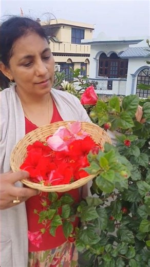 More Than Just a Hibiscus Harvest! 🌺🌿✨