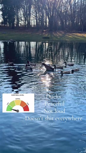 Chickens vs. Ducks: The Ultimate Pet Comparison