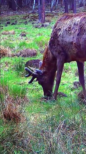 A male deer in spring