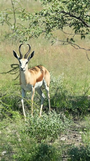 84K views · 1.3K reactions | With slender legs and elegant leaps, the Springbok navigates Etosha’s open grasslands with ease. #namibia #etosha #springbok #safari #travel #wildlife #traveller #visitnamibia #africansafari #explore #wildlifephotography #madbookings | Madbookings - Travel Experts in Africa & Asia | Facebook