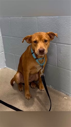 Introducing puppy TEDDY #A299046 ♥️ Eight months old and 28 pounds, TEDDY came to the shelter as an owner surrender and is understandably scared and confused to suddenly find himself homeless. Let’s help this deserving puppy find a new and stable home. Collier County DAS | 📍 7610 Davis Blvd., Naples, FL, 34104 | 📞 Tel: 239-252-PETS | 💻 www.collierpets.com #adopt #foster #love #CollierDAS #shelterdogs #adoptme #adoptabledog #animalshelter #puppy | Collier DAS Dogs -by volunteers