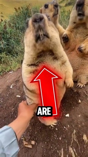 Top 5 Most DRAMATIC Animals 😂