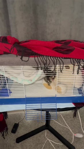 Exotic Monkey Dating: A Day in the Life with an Emotional Support Animal