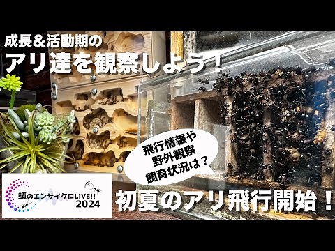“🐜成長&活動期のアリ達を観察しよう！✨初夏のアリ飛行開始！~アリについて語ろう！~蟻のエンサイクロLIVE2024！！”2024.06.10