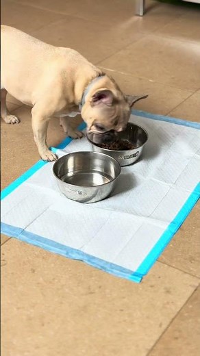 Empapadores para perro que SÍ funcionan 🐶✨ | Amazon Pets