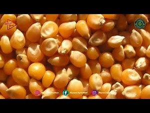 MAIZE FARMING AND PRODUCTION 🌽 ECONOMIC GEOGRAPHY GRADE 12