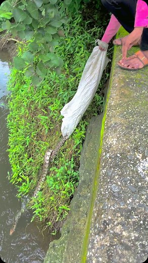 퐌퐈_퐓퐔퐌퐂퐇퐀_퐌퐈퐓퐑퐀 on Instagram: "PYTHON RELEASE TIME  @pavan_sarpmitra"