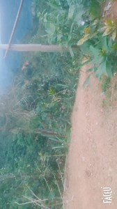 11K views · 53 reactions | Một ngày thật vui..khi jk vs ae một chiến..lấy rau đẻ nộp cho xã .. rất cảm ơn ae đã hoạt động,trong lĩnh vực khó khăn của dân殺殺..ae trà dơn mãi đỉnh | Nguyễn Công Khánh | Facebook