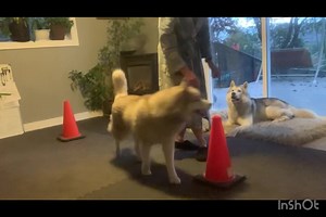 25 minutes was all it took to run both dogs through a practice of a couple different movement puzzles (sila was intrigued by the new object as it wasn’t inflated so made hissing sound when he stepped on it), various wrapping cues, ending with a boundary and proximity game. | Pooch Partners