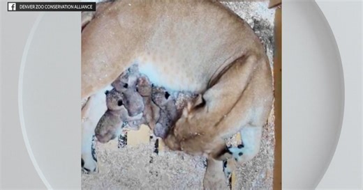 Denver Zoo welcomes 4 new African lion cubs