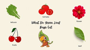 What Do Green Leaf Bugs Eat?