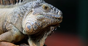 Iguana, Lizard, Reptile