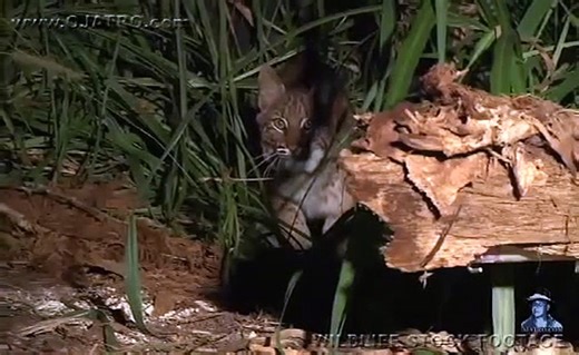 Dangerous Invaders 10, Bobcat vs Python