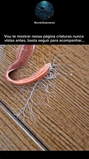 MundoSubmerso | O verme-fita, cientificamente conhecido como membro do filo Nemertea, é um invertebrado fascinante reconhecido por seu corpo alongado em... | Instagram