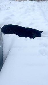 We think someone may have forgotten to tell Louie he doesn't blend in very well with the snow! ❄️ Well, we'll play along! Does anyone see a jaguar out there? 👀 We sure don't 😉. | Wildcat Sanctuary
