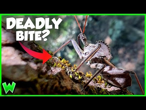 America's LARGEST ASSASSIN BUG! Is it Dangerous?