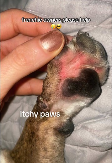 Managing Itchy Paws in French Bulldogs
