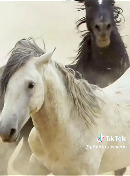 Apareamiento de Caballos en Documentales