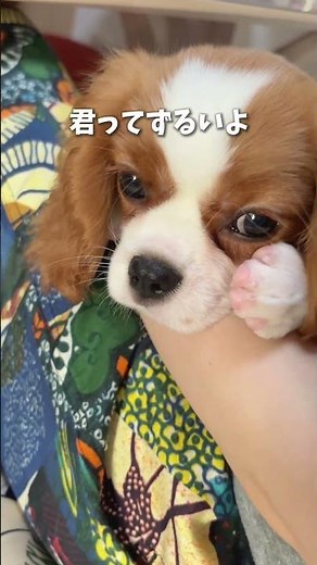 作ってみた #キャバリア#犬のいる生活 #puppy #かわいい #犬のいる暮らし