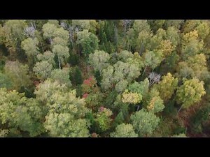 Russia, Siberia, taiga from the air video 4k