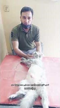 Cat spaying surgery | Hysterectomy |full recovery after operation |why is it done?|cat in heat