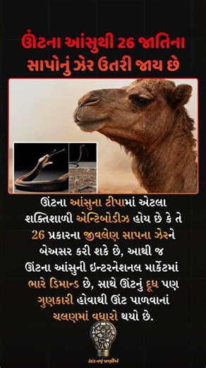 Nature’s Anti Venom The Miracle Inside a Camel’s Tear