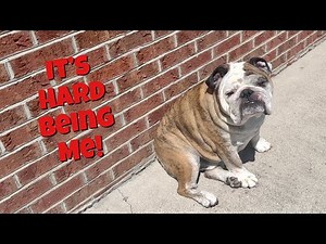 Reuben the Bulldog: S.O.S.