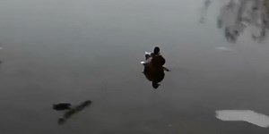 Duck landing on ice is the best thing on the internet