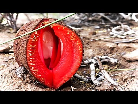 10 Weirdest Plants In The World