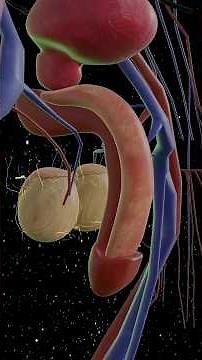 Why Is Getting Kicked In Testicles So Painful? 🤔 Surgeon Reacts