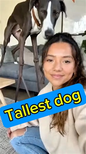 tallest dog in the world trips and fall 🤭 #Shorts #FunnyDogs #Animals