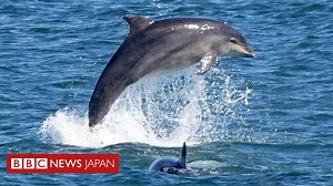 イルカに体当たりされ海水浴客がけが　福井県 - BBCニュース