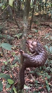 Shy, armored, and rarely seen — the pangolin is nature’s quiet mystery. 🐾 Covered in overlapping keratin scales and walking gently on its knuckles, this nocturnal mammal is the world’s most trafficked, yet least understood. Found in both African savannas and Asian forests, pangolins play a vital role in balancing ecosystems by feasting on thousands of ants and termites each night. Protecting them means preserving one of Earth’s oldest and most extraordinary survivors. #PangolinConservation #Wil