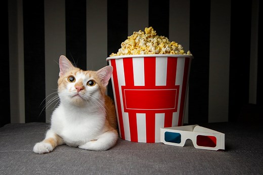 The Best Cat Movies of All Time (Ranked 1-10!)