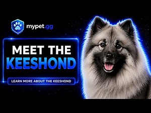 Keeshond: Everything You Need to Know