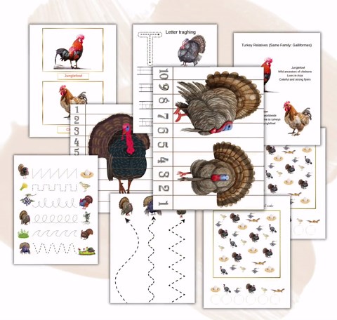 TURKEY, Life Cycle, Nature Study ,science, Homeschool Printable, Montessori, Instant Download - Etsy