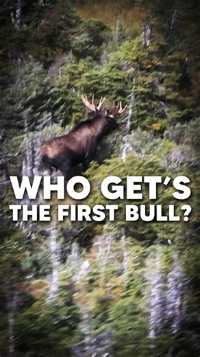 Chasing MONSTER NL Bulls 💪
