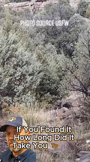 34K views · 123 reactions | Mountain lion stalking Elk #elk #moutainlion #hunting #predator #hunter #greenscreen #jamesbigleyranches | James Bigley Ranches | Facebook