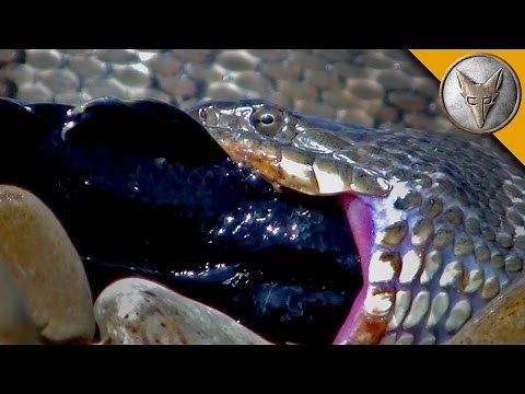 Water Snake Eats a Super Sized Goby!