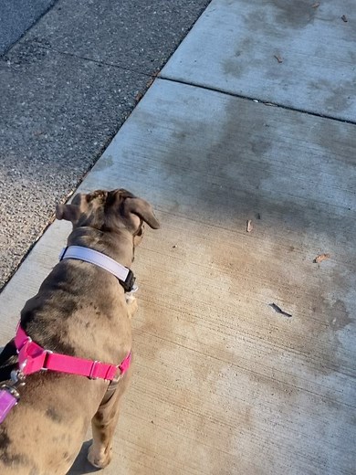 Awesome Paws Rescue on Reels