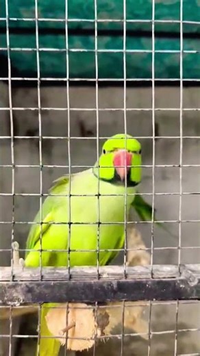 My Lovely Parrot Mitto 🦜 | Song with Parrot Reactions