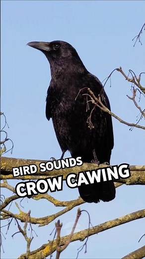 Bird Sounds - Carrion Crow's Sinister Cawing #shorts